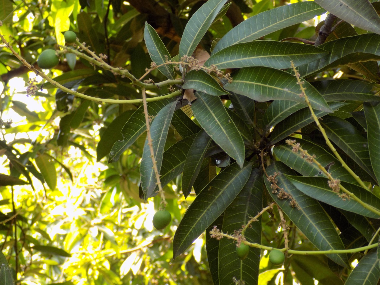 sakthi agro clinic mango plant nursery