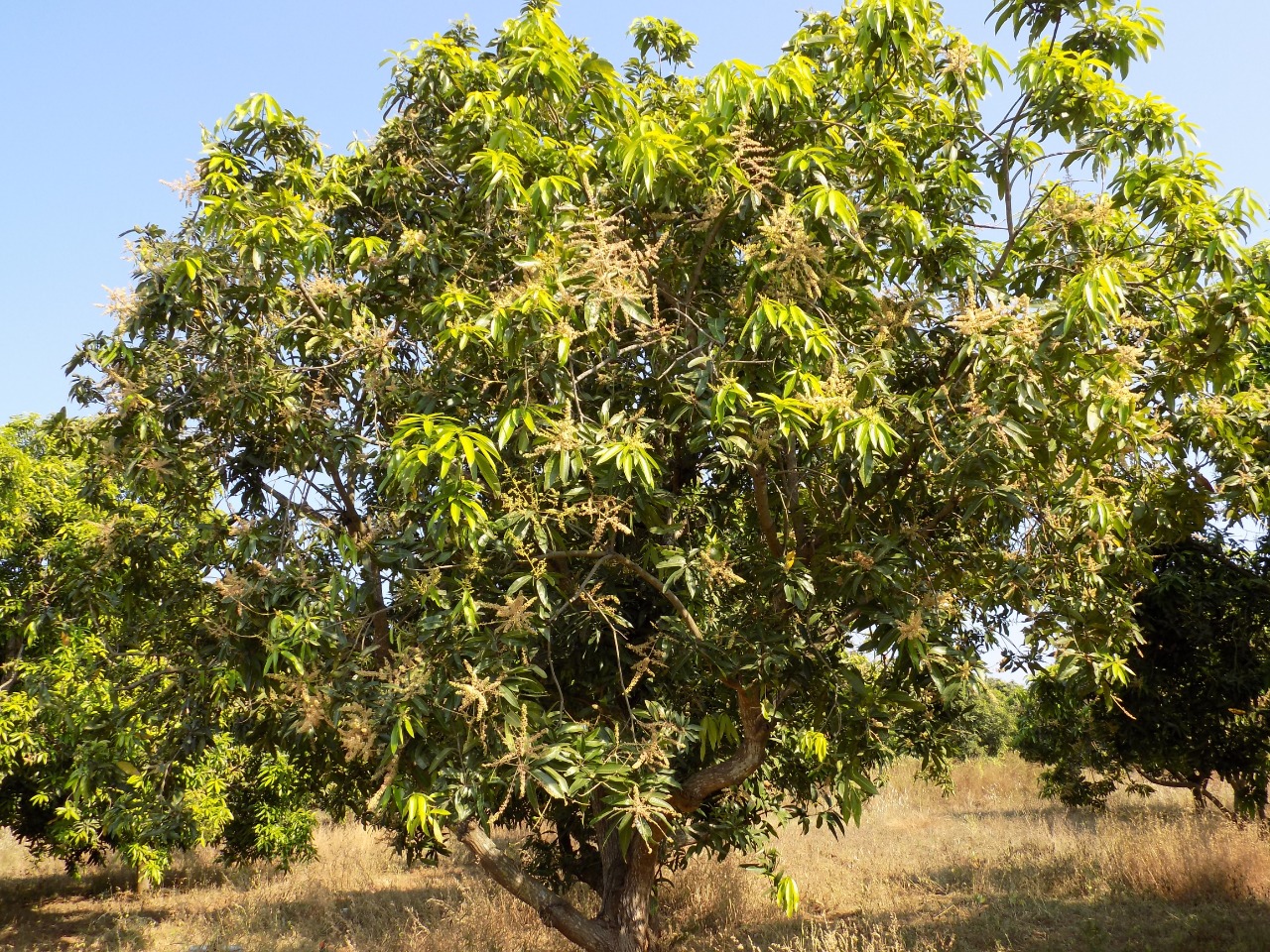 sakthi agro clinic mango plant nursery