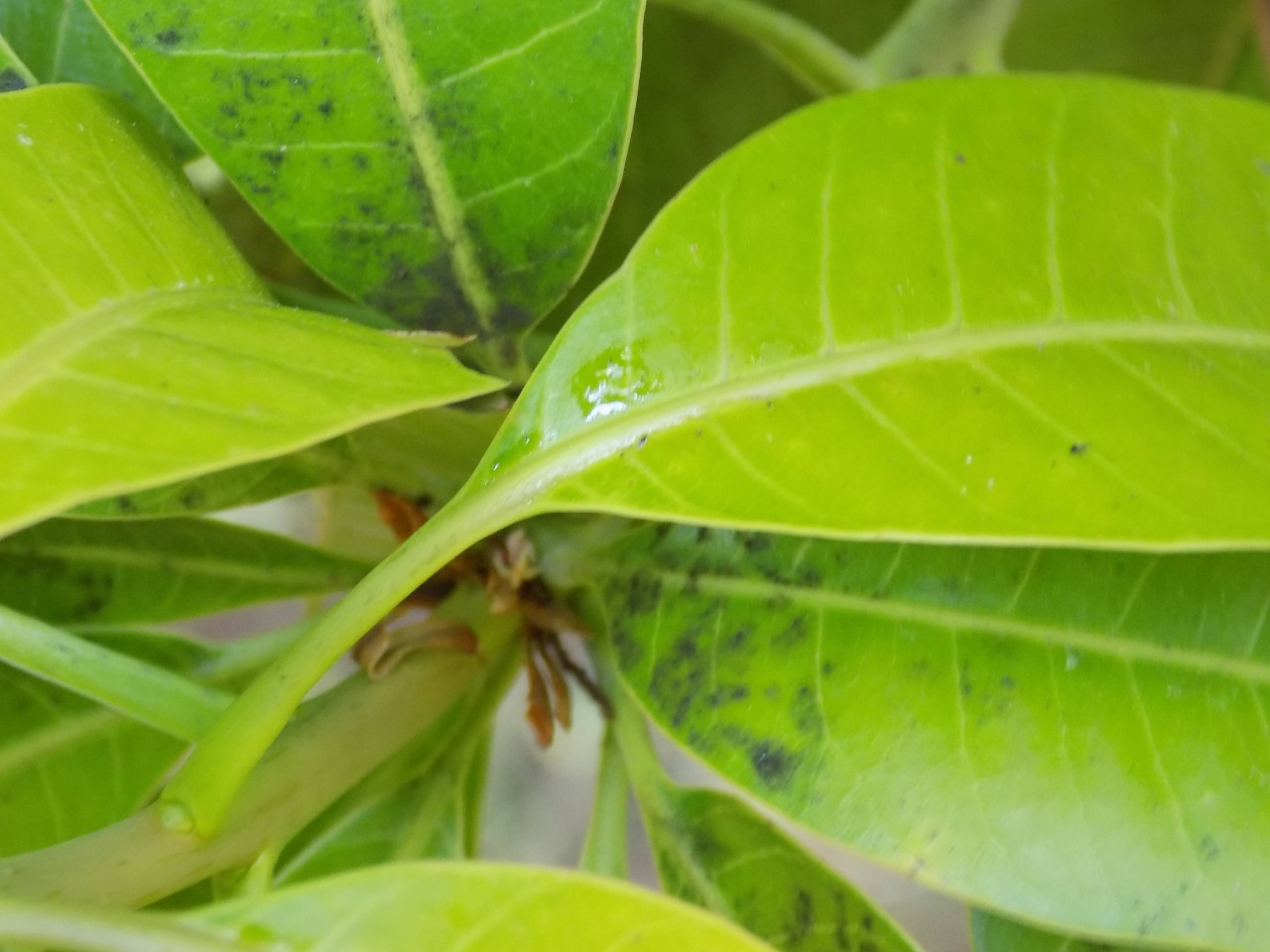 sakthi agro clinic mango plant nursery