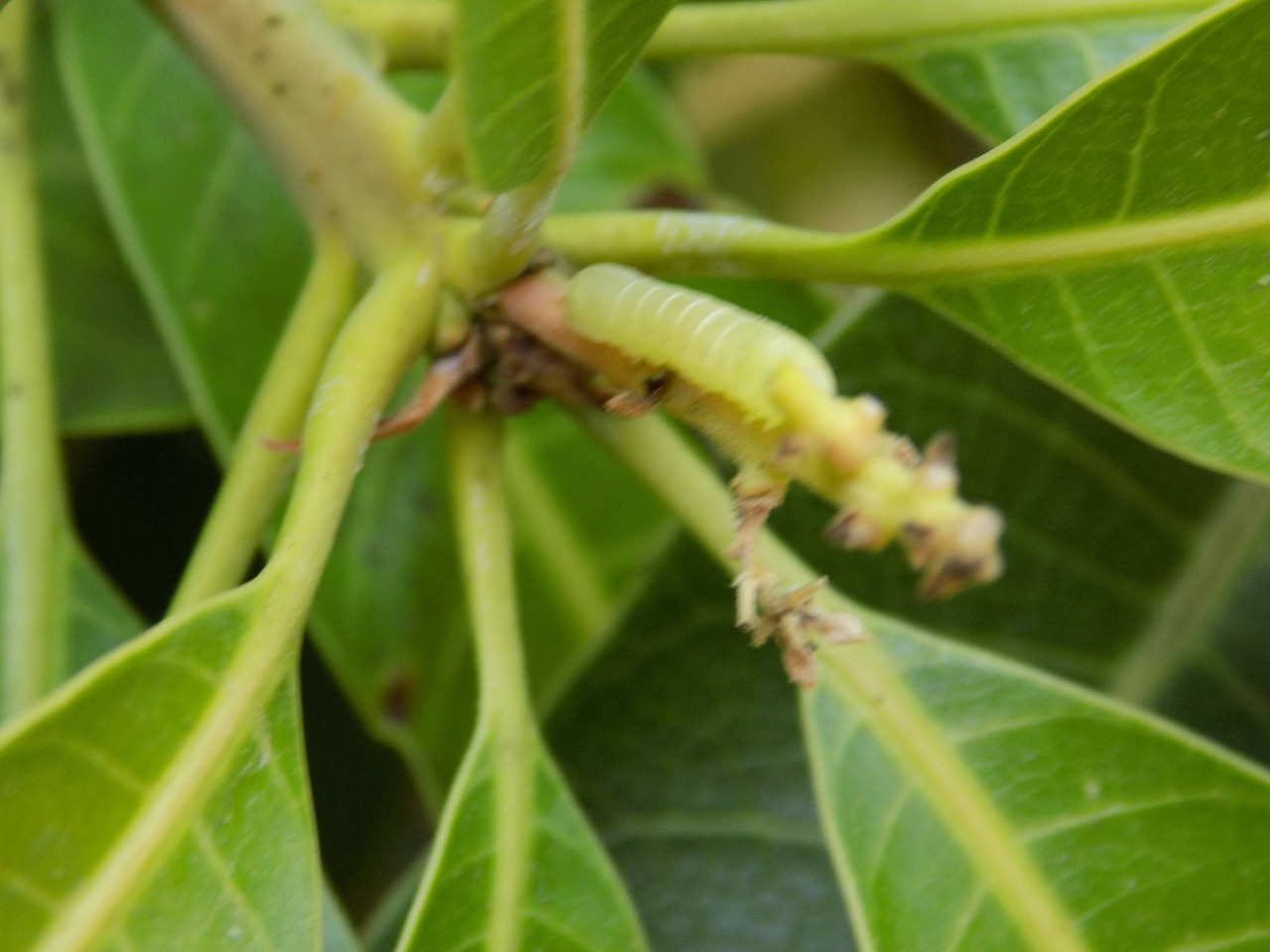 sakthi agro clinic mango plant nursery