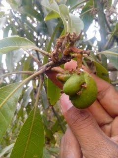 sakthi agro clinic mango plant nursery