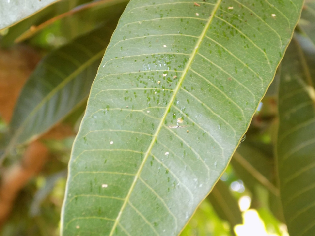 sakthi agro clinic mango plant nursery