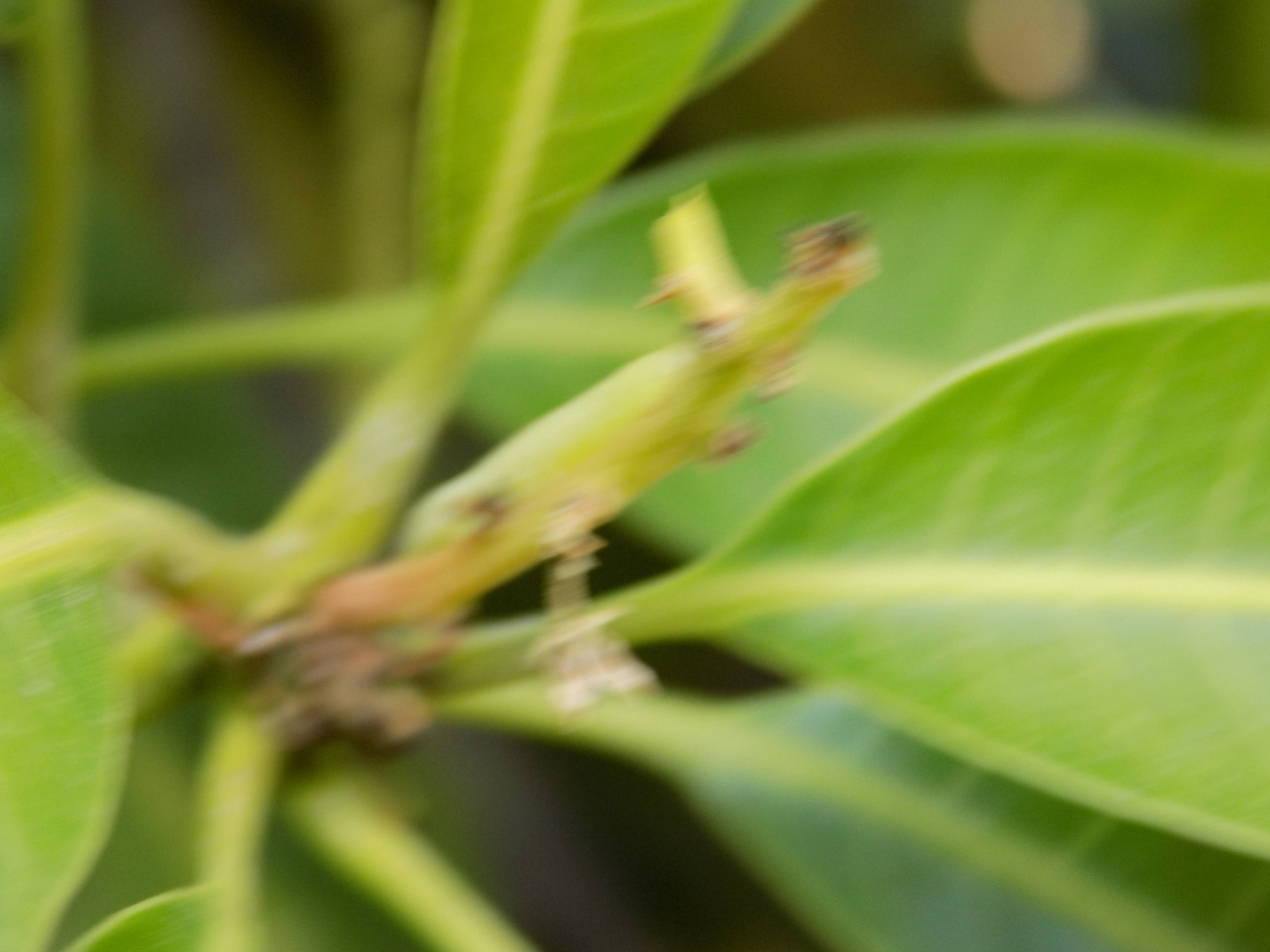 sakthi agro clinic mango plant nursery