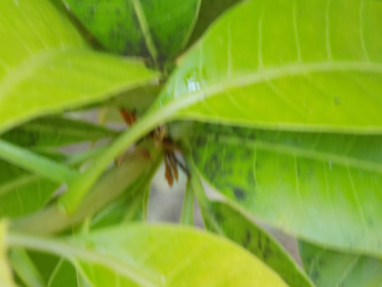 sakthi agro clinic mango plant nursery