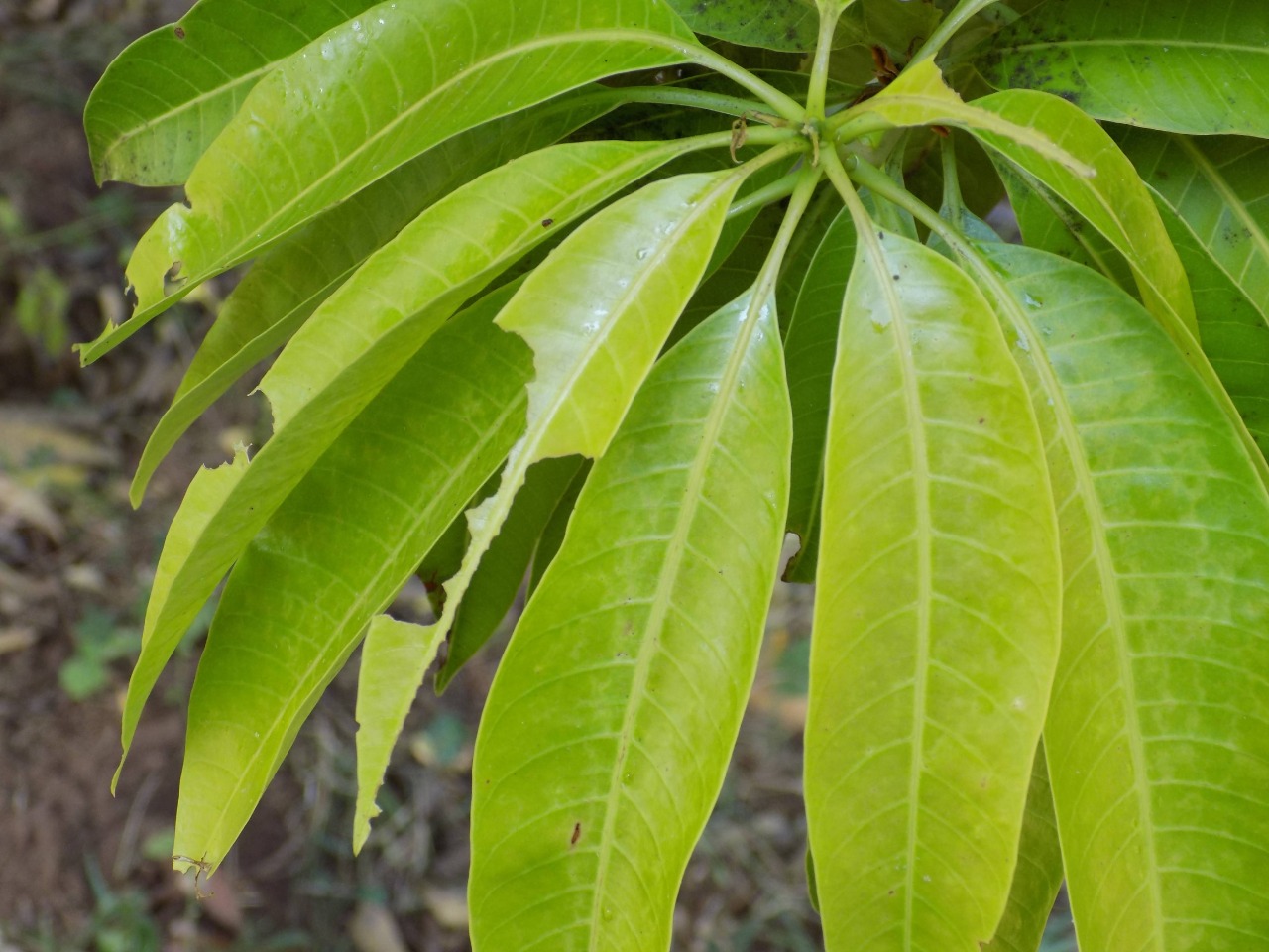 sakthi agro clinic mango plant nursery