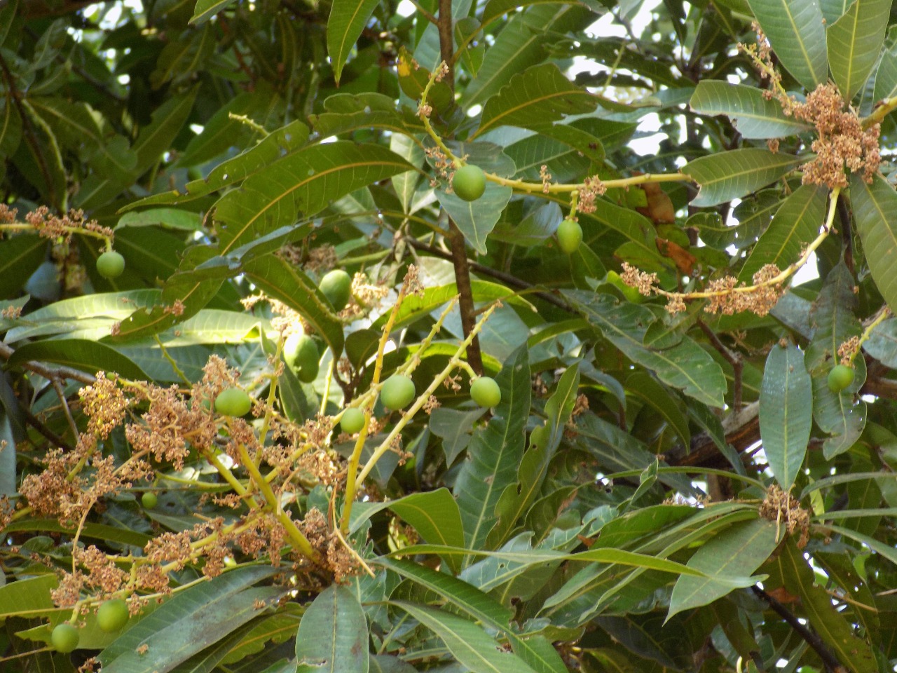 sakthi agro clinic mango plant nursery
