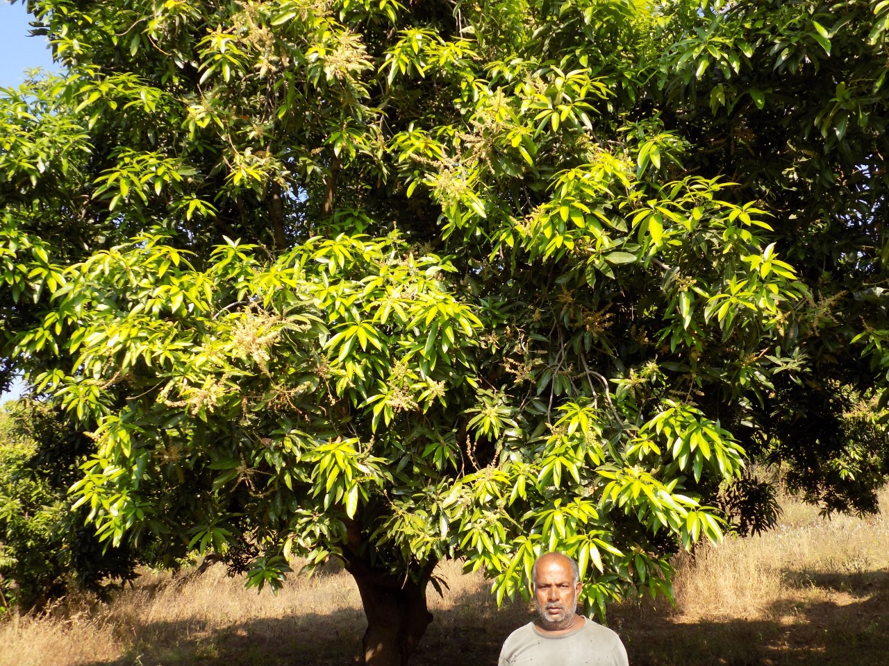 sakthi agro clinic mango plant nursery