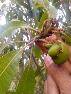 sakthi agro clinic mango plant nursery
