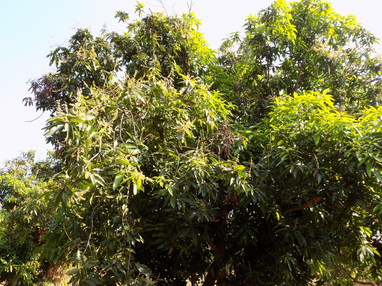 sakthi agro clinic mango plant nursery