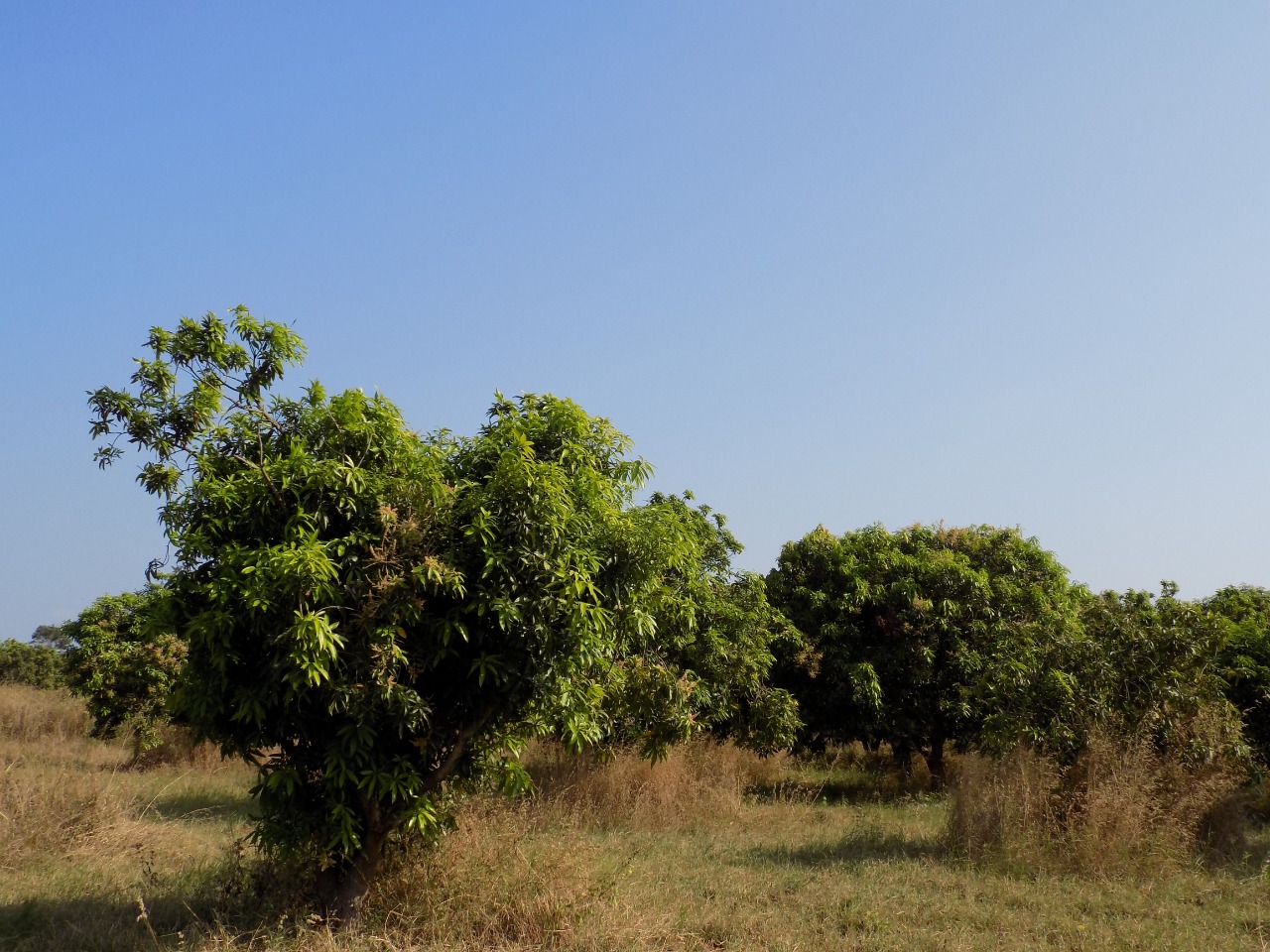sakthi agro clinic mango plant nursery