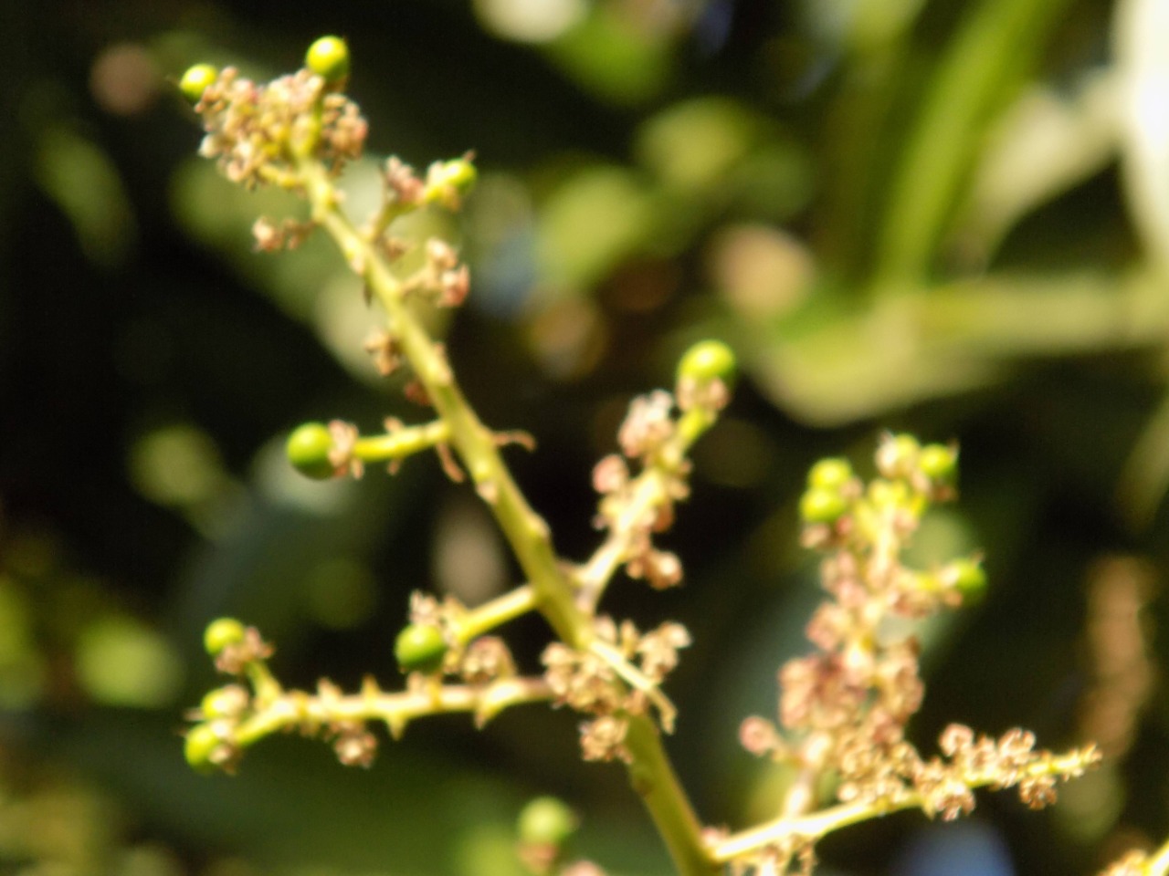 sakthi agro clinic mango plant nursery