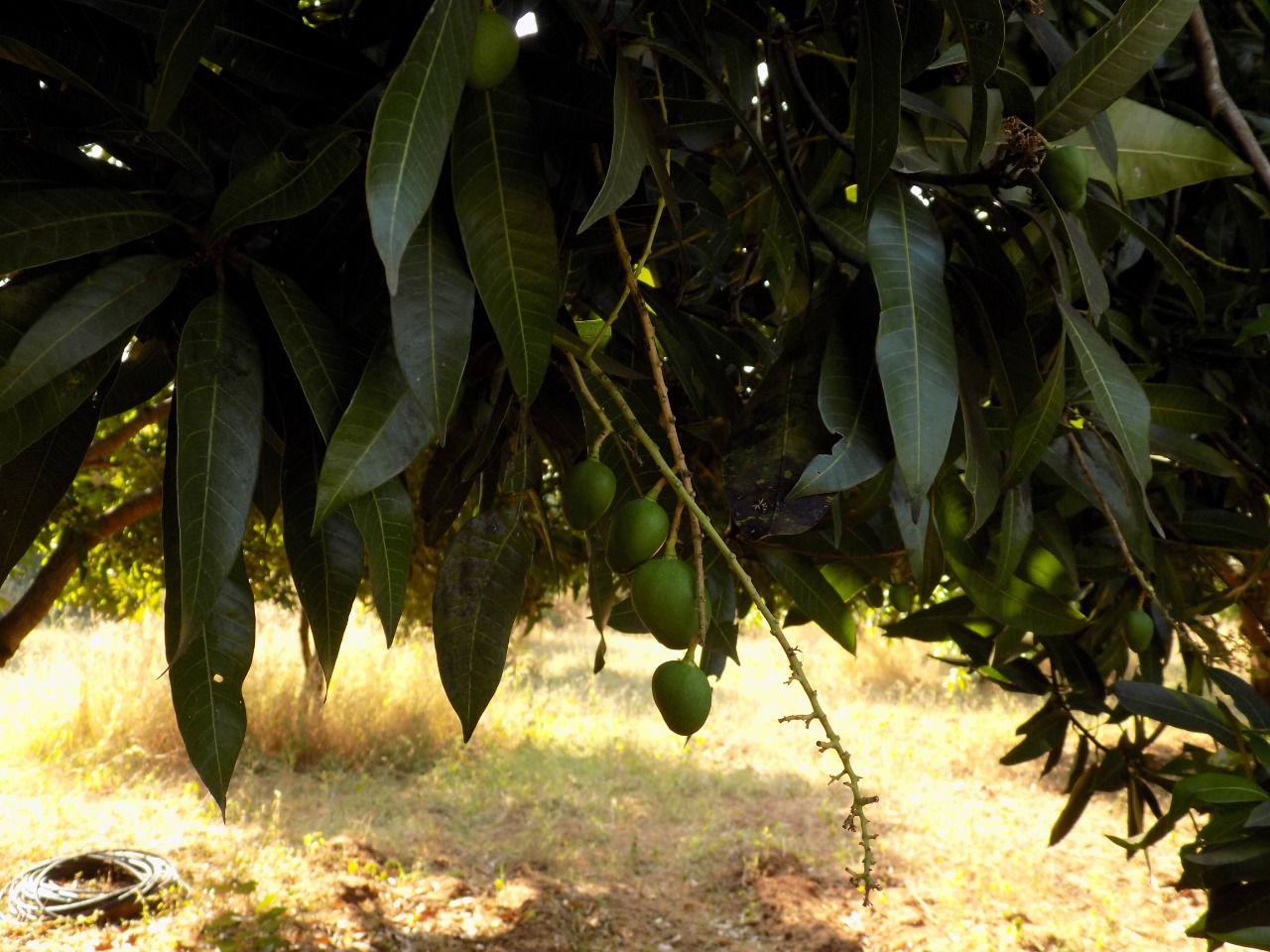 sakthi agro clinic mango plant nursery