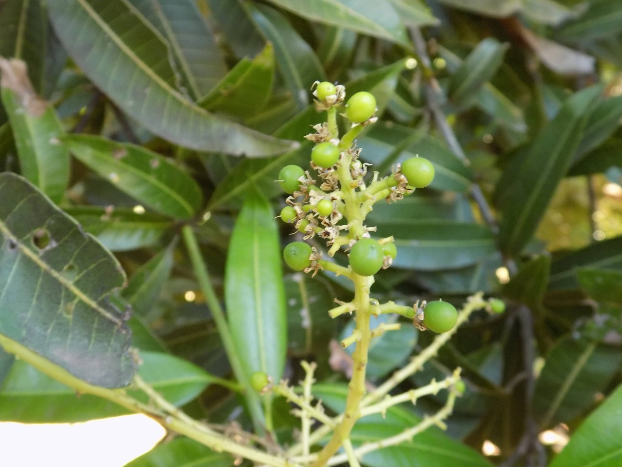 sakthi agro clinic mango plant nursery