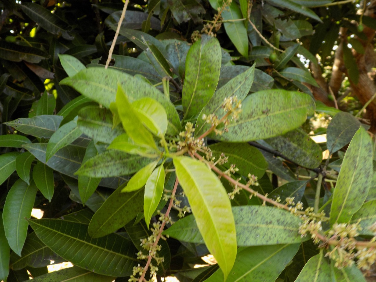 sakthi agro clinic mango plant nursery