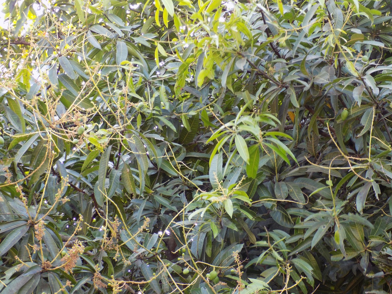 sakthi agro clinic mango plant nursery