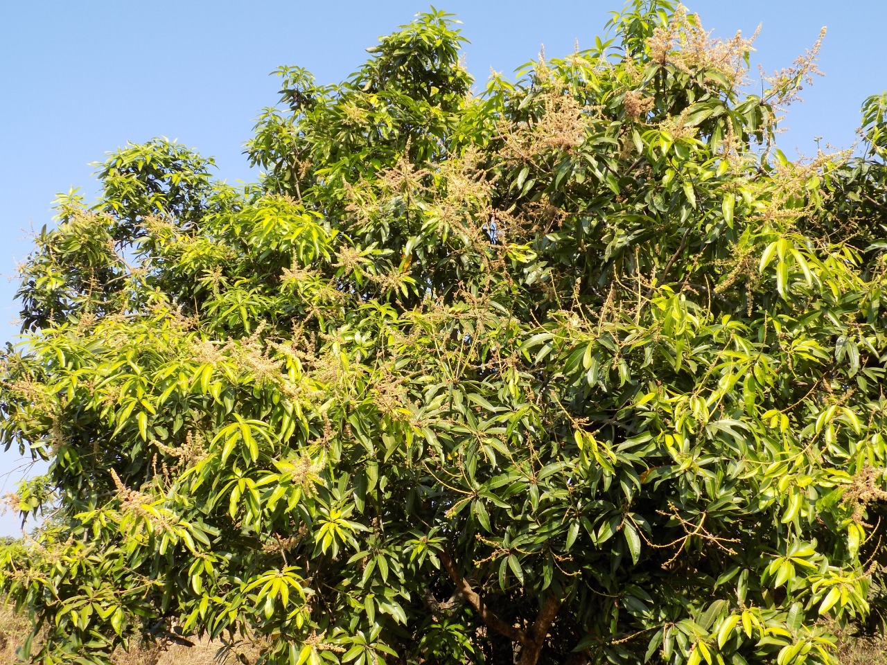 sakthi agro clinic mango plant nursery