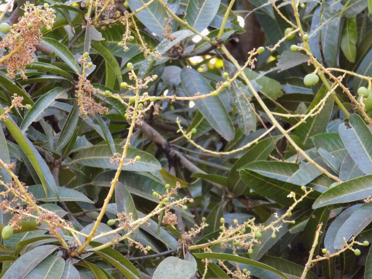 sakthi agro clinic mango plant nursery