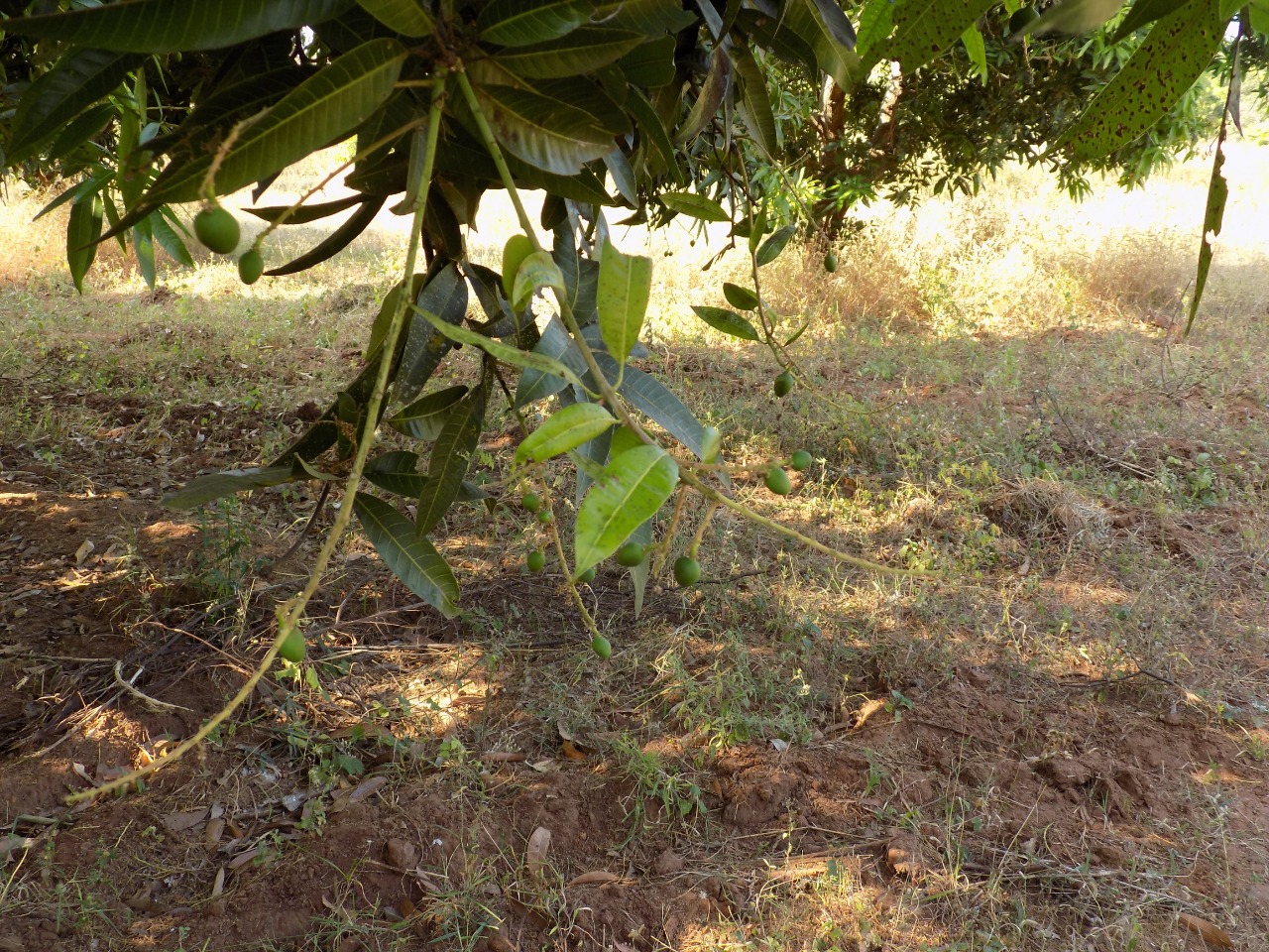 sakthi agro clinic mango plant nursery