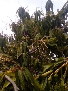 sakthi agro clinic mango plant nursery