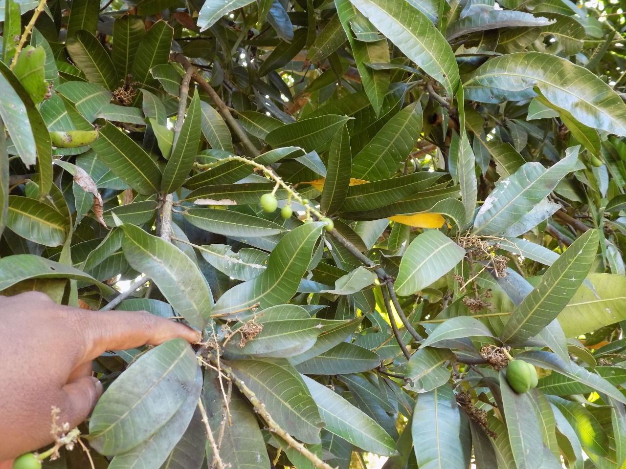 sakthi agro clinic mango plant nursery