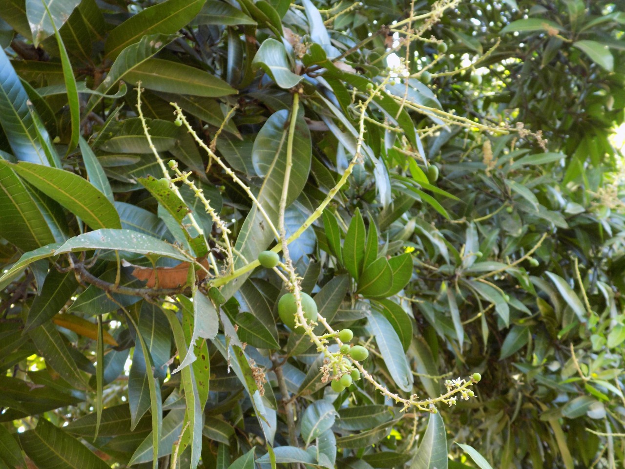 sakthi agro clinic mango plant nursery