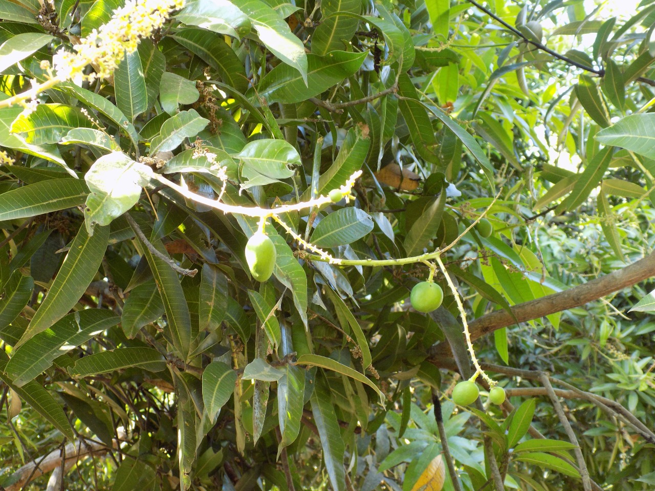 sakthi agro clinic mango plant nursery