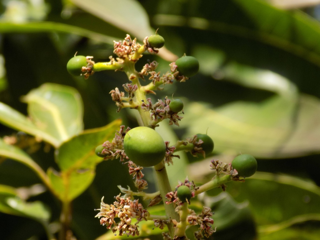 sakthi agro clinic mango plant nursery