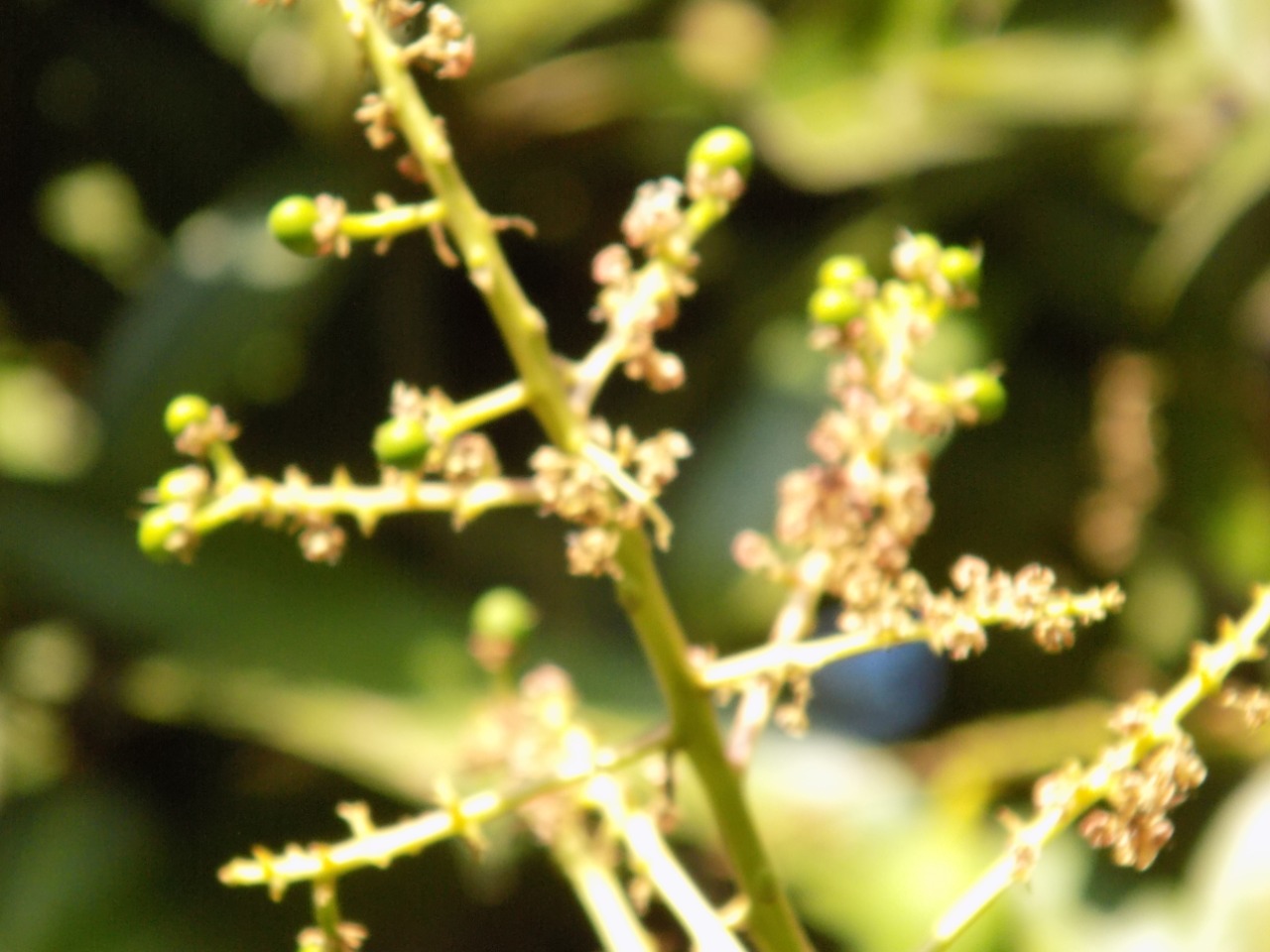 sakthi agro clinic mango plant nursery