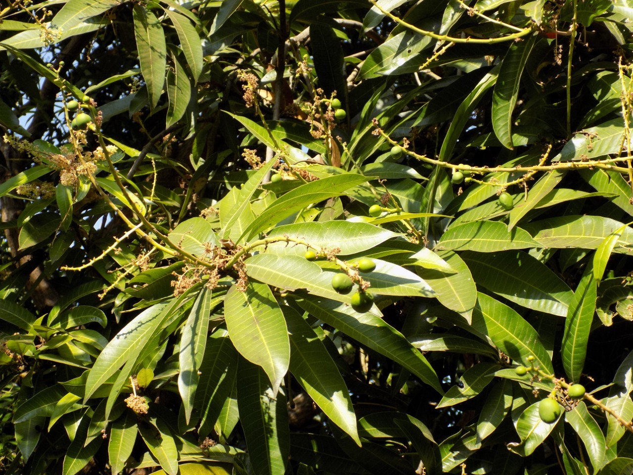 sakthi agro clinic mango plant nursery