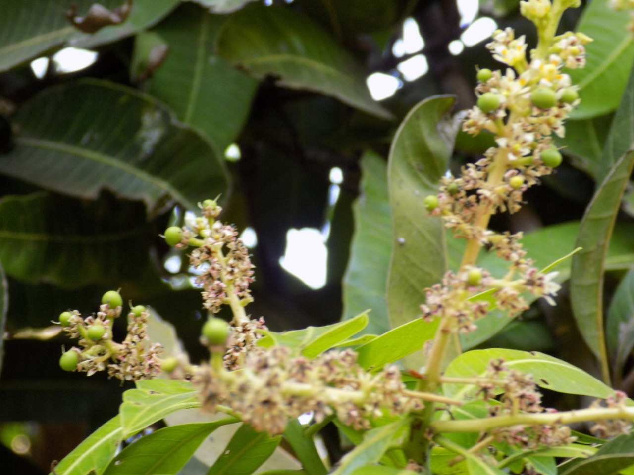 sakthi agro clinic mango plant nursery