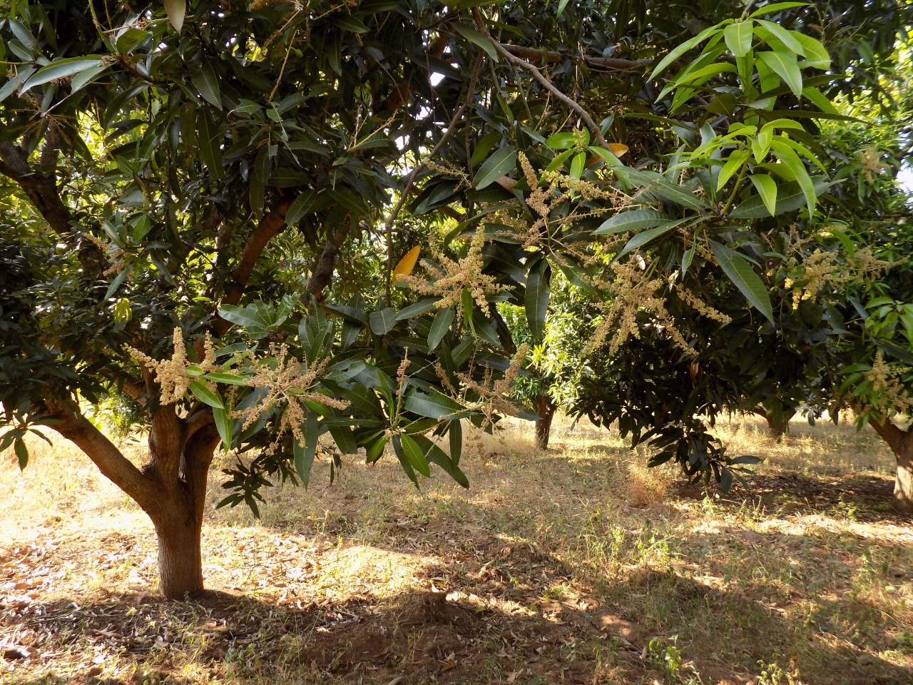 sakthi agro clinic mango plant nursery
