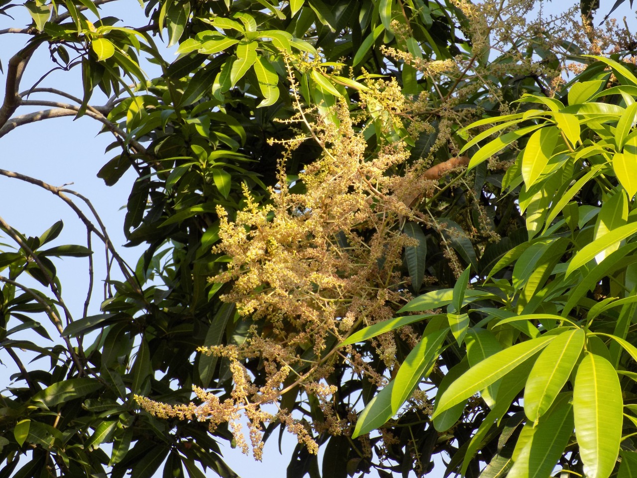 sakthi agro clinic mango plant nursery