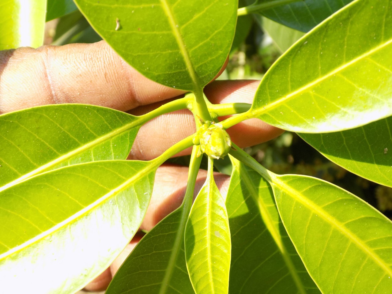 sakthi agro clinic mango plant nursery