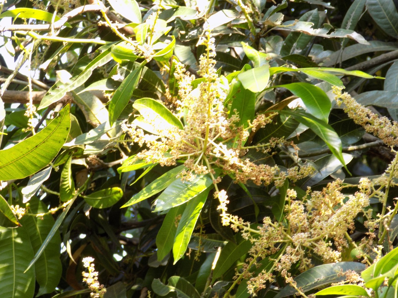 sakthi agro clinic mango plant nursery