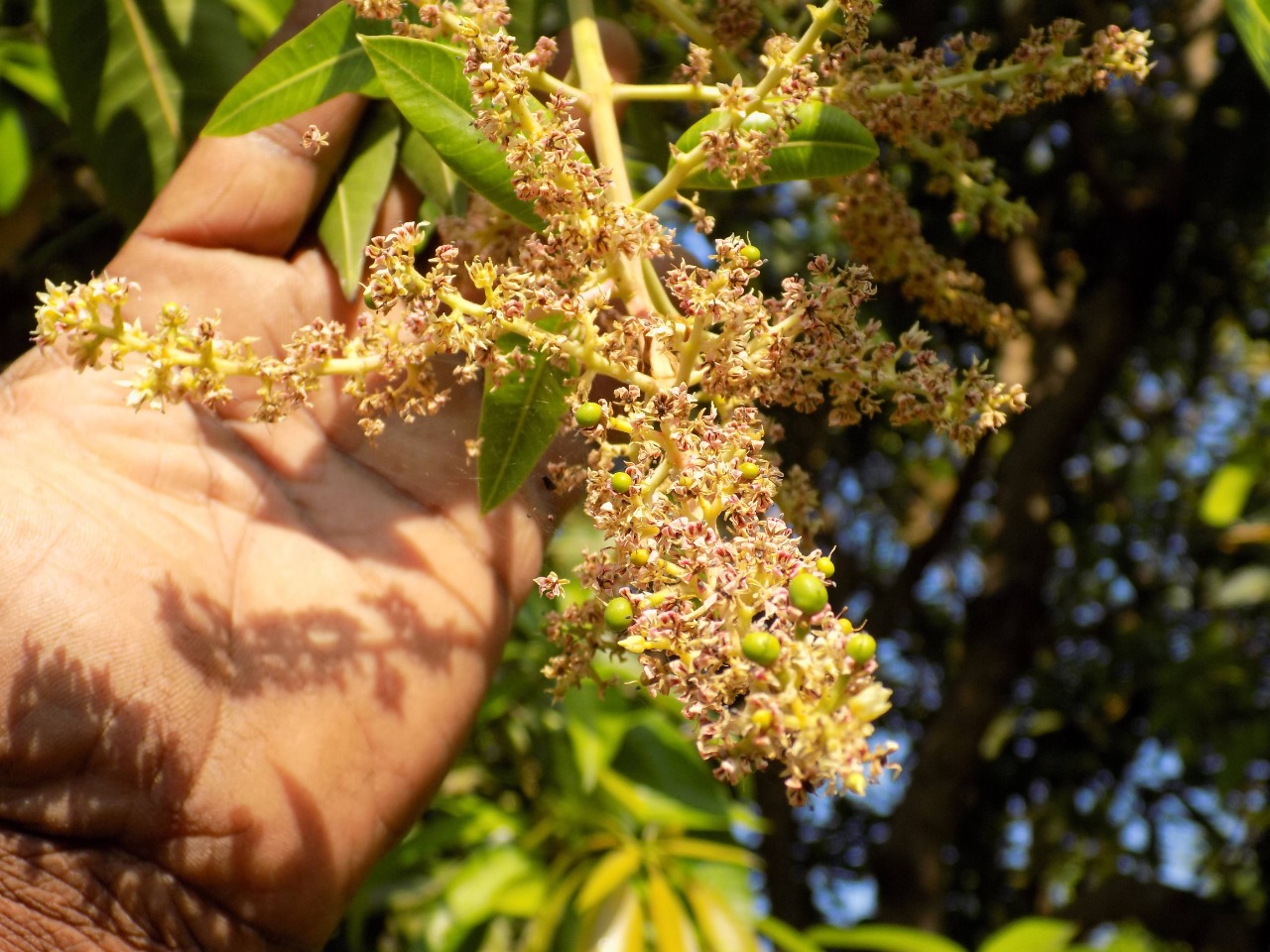sakthi agro clinic mango plant nursery