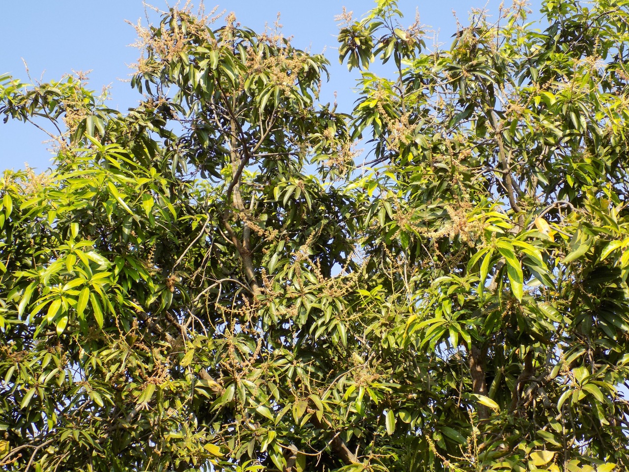 sakthi agro clinic mango plant nursery