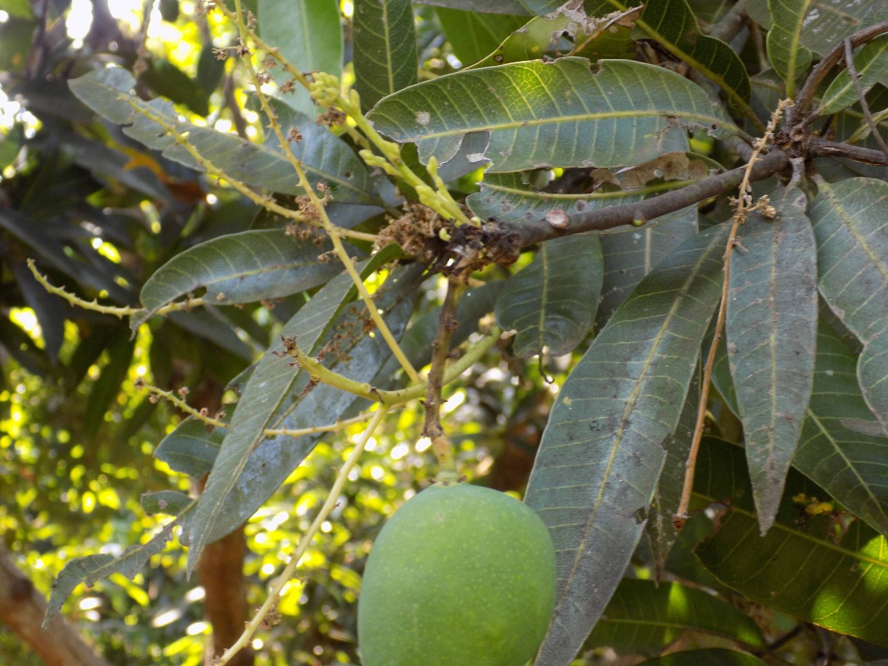 sakthi agro clinic mango plant nursery