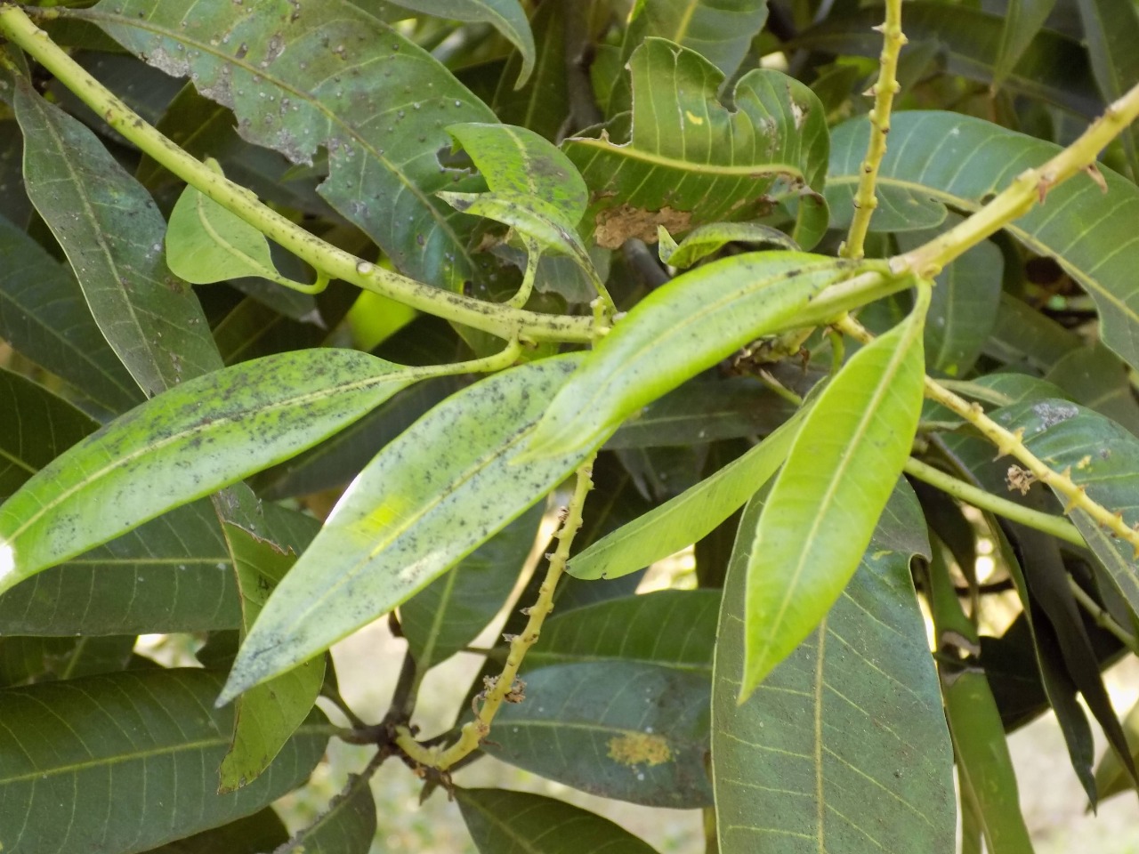 sakthi agro clinic mango plant nursery
