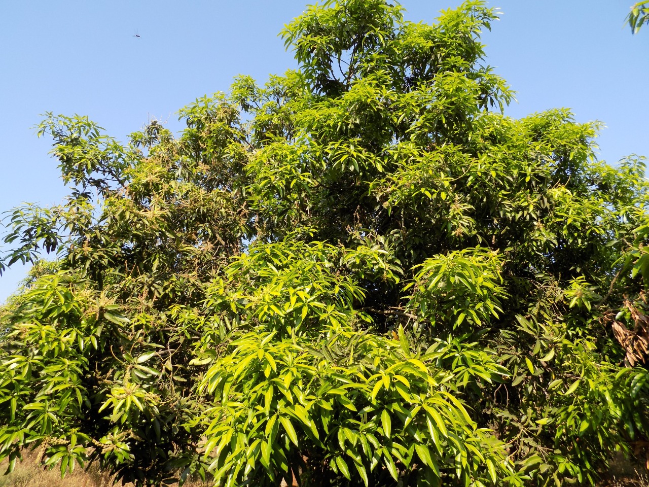 sakthi agro clinic mango plant nursery