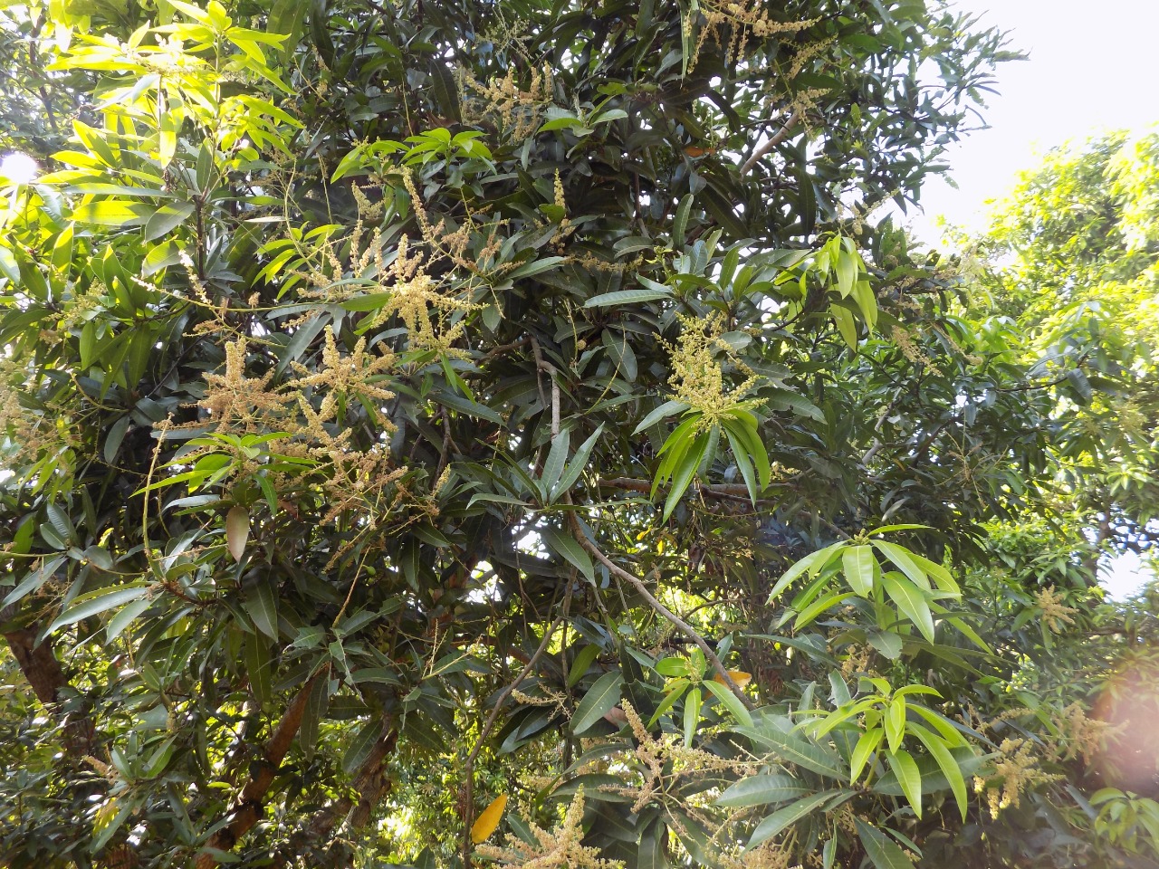 sakthi agro clinic mango plant nursery