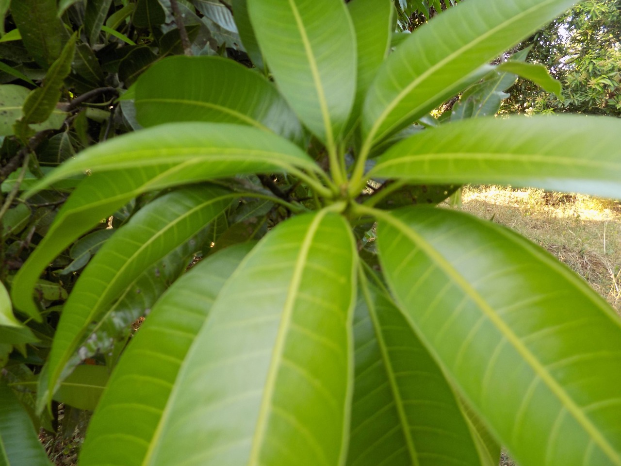 sakthi agro clinic mango plant nursery