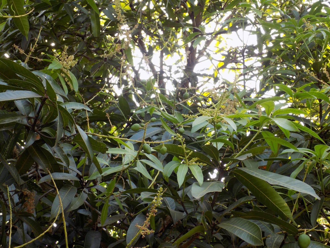 sakthi agro clinic mango plant nursery