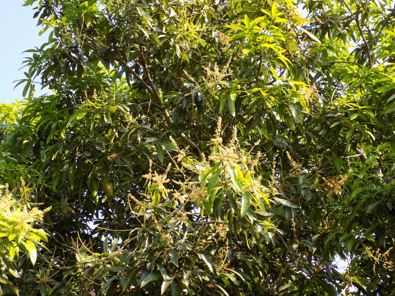sakthi agro clinic mango plant nursery