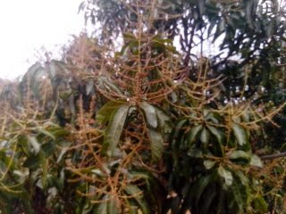 sakthi agro clinic mango plant nursery