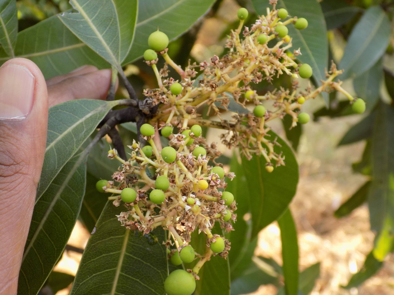 sakthi agro clinic mango plant nursery