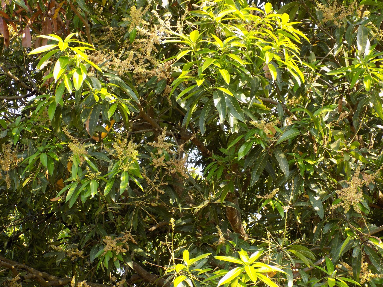 sakthi agro clinic mango plant nursery