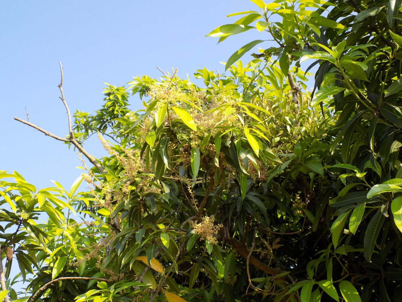 sakthi agro clinic mango plant nursery