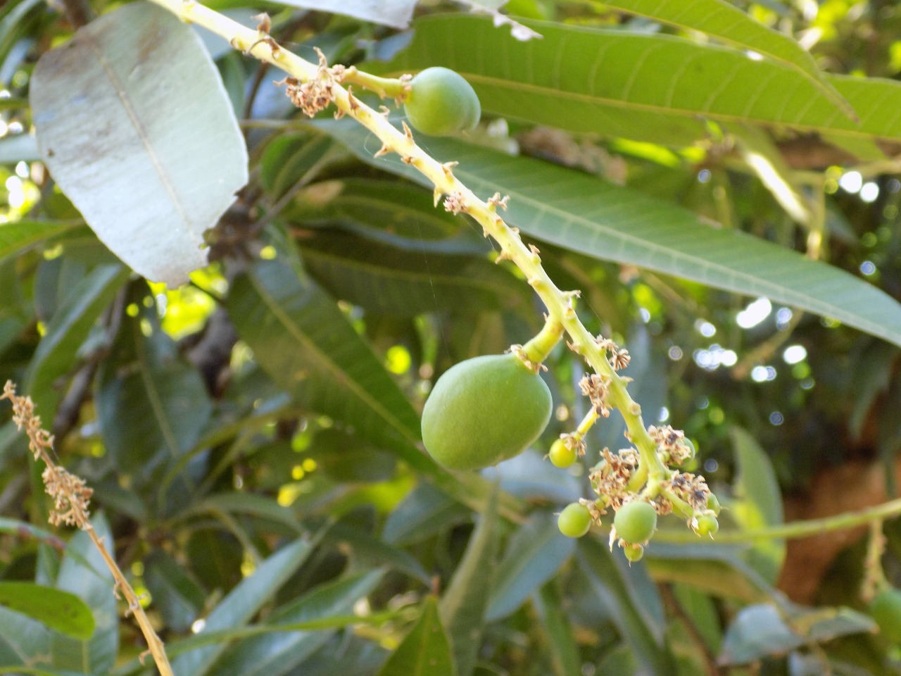 sakthi agro clinic mango plant nursery