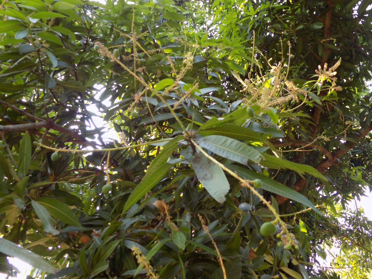 sakthi agro clinic mango plant nursery