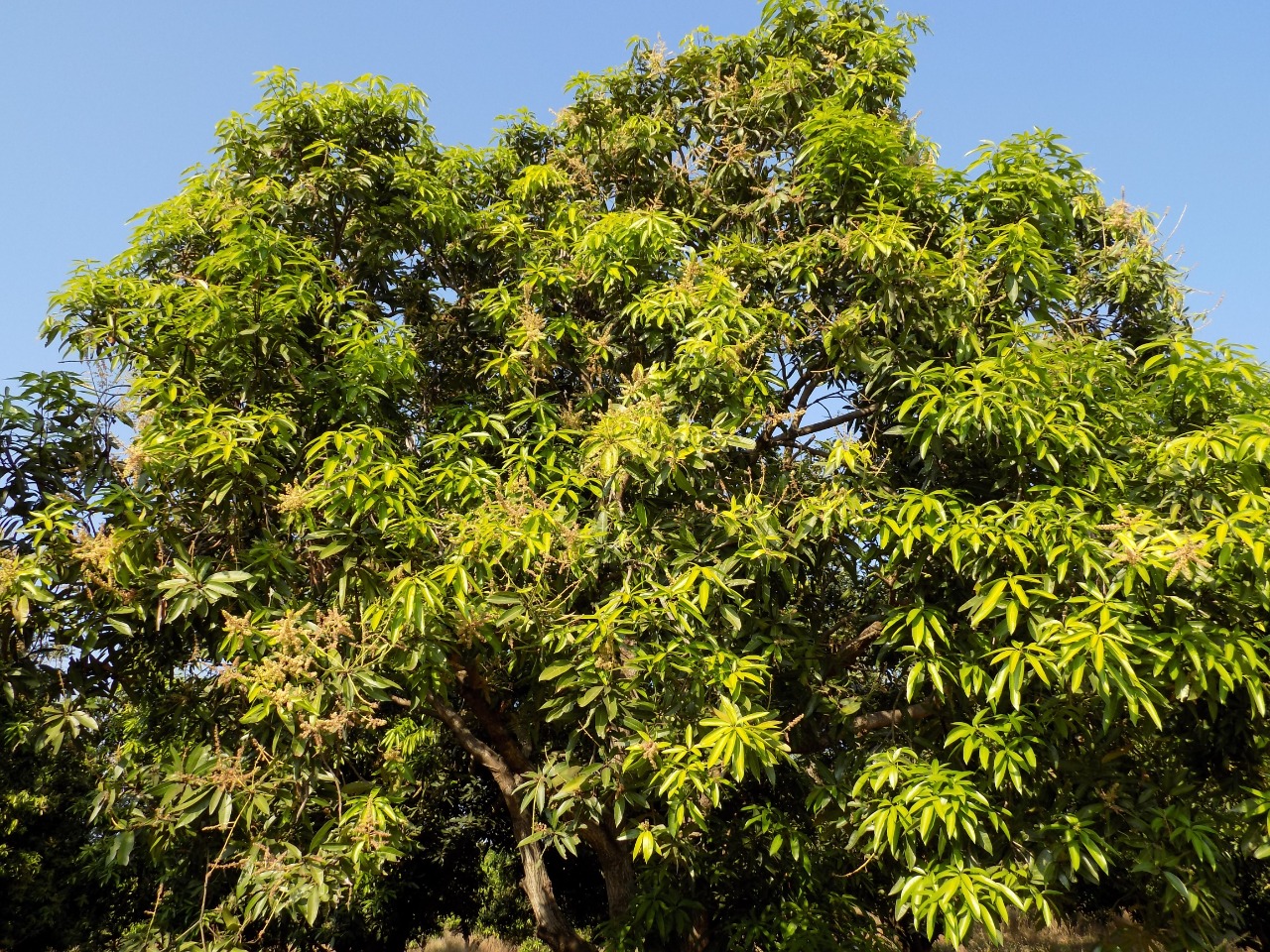 sakthi agro clinic mango plant nursery